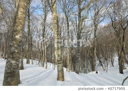 早春的山毛櫸森林 - 癒合森林福島縣多田町町 早春的山毛櫸森林 - 癒合森林福島縣多田町町 48717908