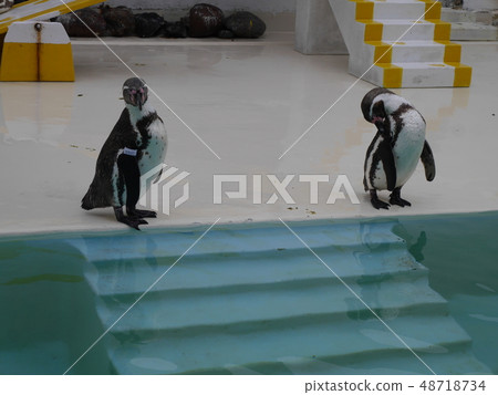 企鵝去水族館秀 企鵝去水族館秀 48718734
