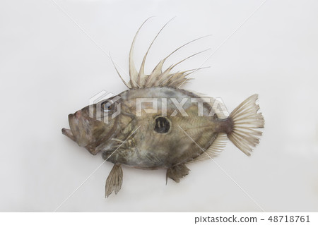 Powdery Powdery 48718761