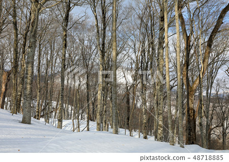 早春的山毛櫸森林 - 福島縣忠見町 早春的山毛櫸森林 - 福島縣忠見町 48718885