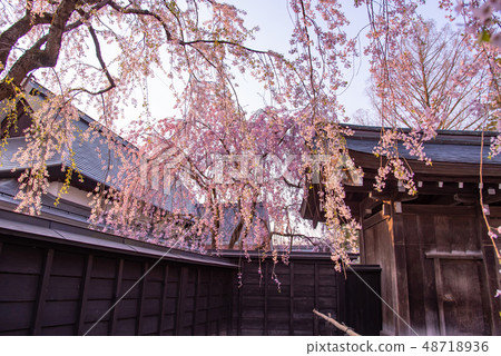在秋田縣仙北神社的垂枝櫻花竹車間的大門 48718936