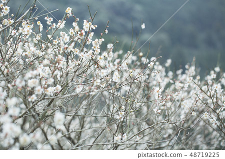 白花花 白花花 48719225