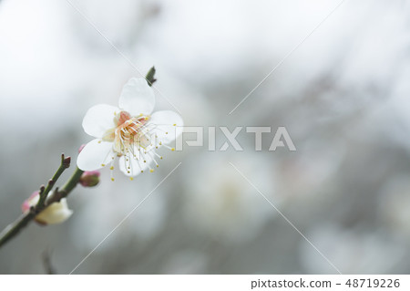 白花花 白花花 48719226