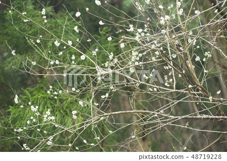 白花花 白花花 48719228
