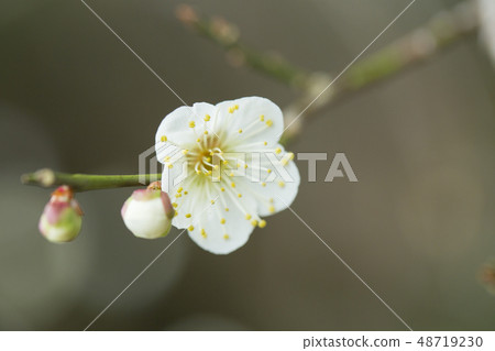 White flower flowers 48719230