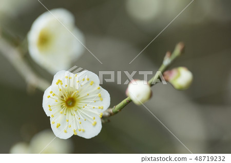 White flower flowers White flower flowers 48719232