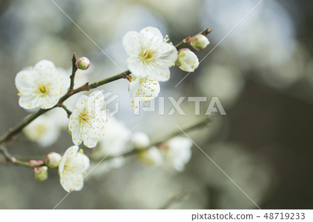 白花花 白花花 48719233