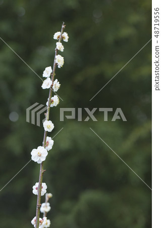 White flower flowers White flower flowers 48719556
