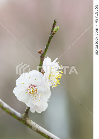 White flower flowers 48719559