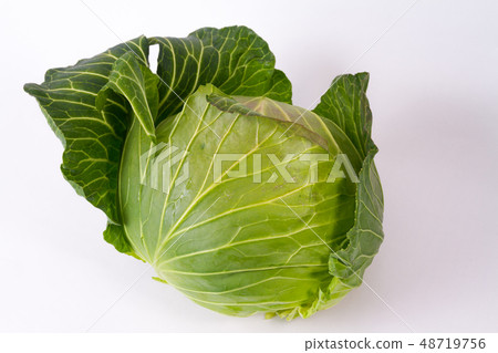 cabbage cabbage 48719756