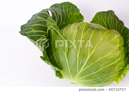 cabbage  48719757