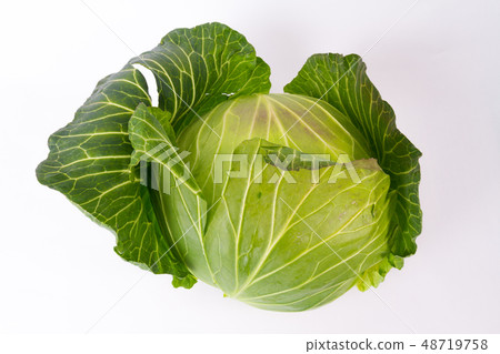 捲心菜 捲心菜 48719758