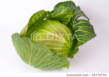 cabbage cabbage 48719759
