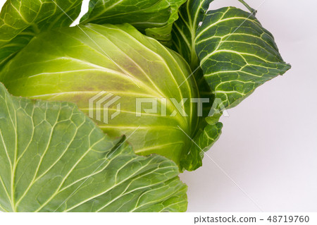 捲心菜 48719760