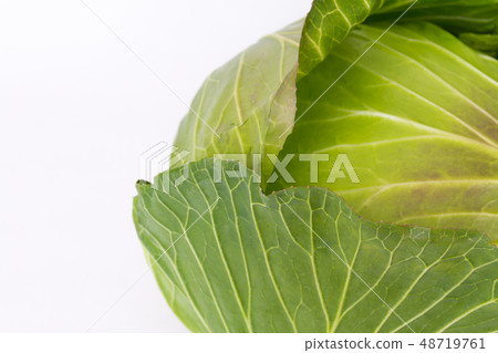 捲心菜 捲心菜 48719761