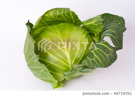 捲心菜 捲心菜 48719762