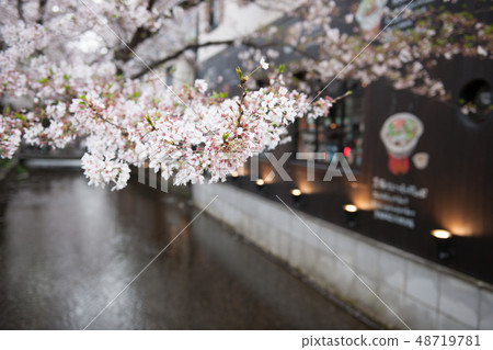 Cherry blossoms in Takase River Cherry blossoms in Takase River 48719781