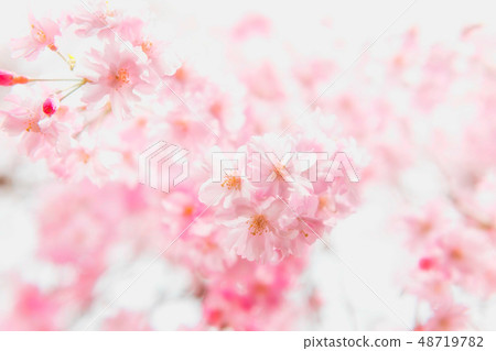 Cherry blossoms in Takase River 48719782