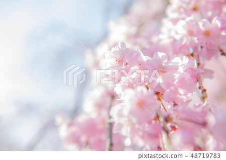 Cherry blossoms in Takase River Cherry blossoms in Takase River 48719783