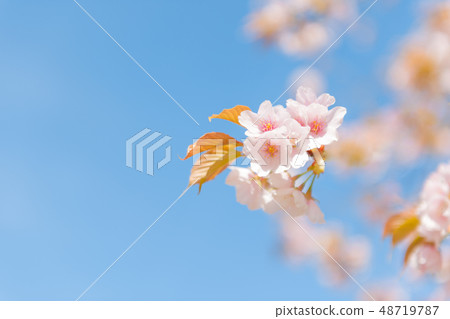 高瀨河的櫻花 高瀨河的櫻花 48719787
