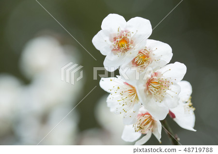 白花花 白花花 48719788