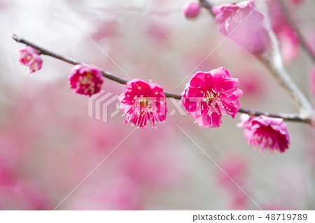 花紅色花 花紅色花 48719789