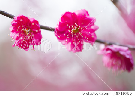 花紅色花 花紅色花 48719790