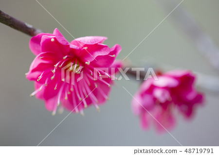 花紅色花 花紅色花 48719791