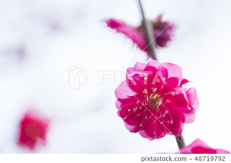 花紅色花 48719792