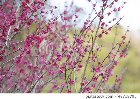花紅色花 花紅色花 48719793