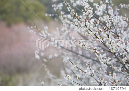 白花花 白花花 48719794