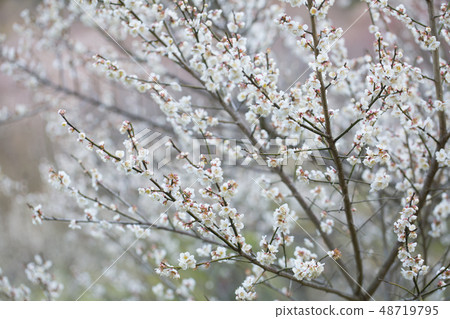 白花花 白花花 48719795