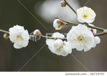白花花 白花花 48719797