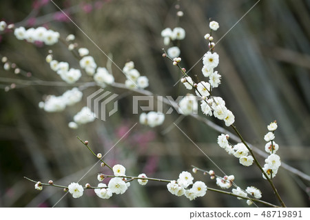 White flower flowers 48719891