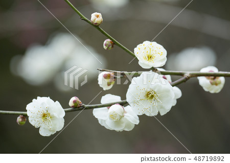White flower flowers White flower flowers 48719892