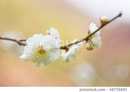 White flower flowers 48719893