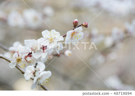 White flower flowers White flower flowers 48719894