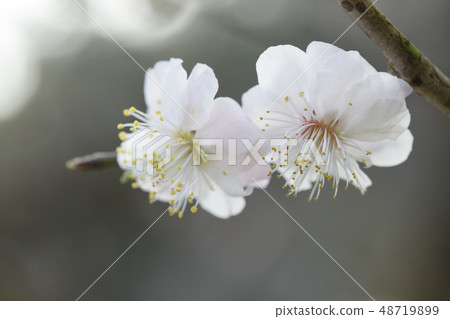 White flower flowers White flower flowers 48719899