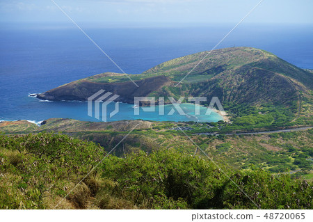 夏威夷可可頭 48720065