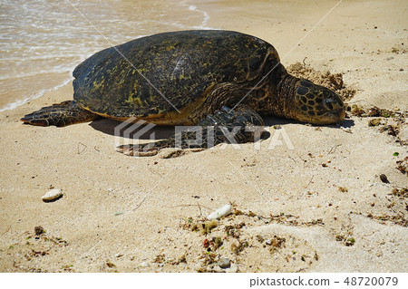 夏威夷·拉尼亞卡·海灘 夏威夷·拉尼亞卡·海灘 48720079