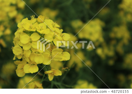 強姦開花 48720155