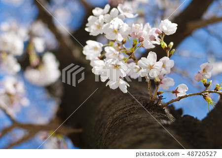 櫻花從樹幹生長 櫻花從樹幹生長 48720527