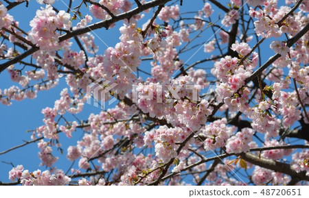 Yoshino cherry tree Yoshino cherry tree 48720651