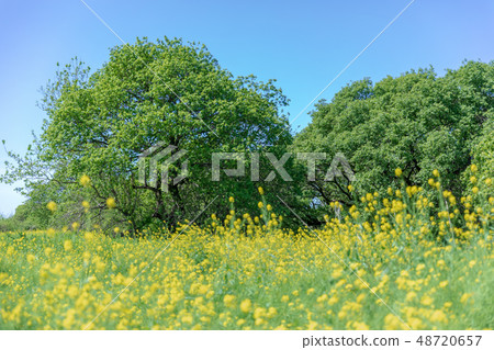 Furukawa Watarase Seto Mizuhara Spring Furukawa Watarase Seto Mizuhara Spring 48720657