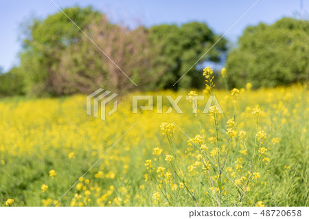 Furukawa Watarase Seto Mizuhara Spring Furukawa Watarase Seto Mizuhara Spring 48720658