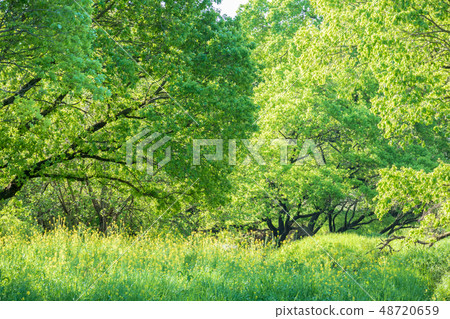 Furukawa Watarase Seto Mizuhara Spring Furukawa Watarase Seto Mizuhara Spring 48720659