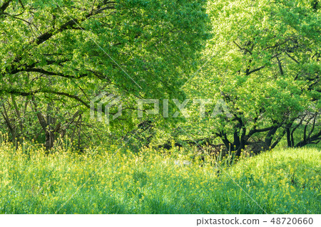 Furukawa Watarase Seto Mizuhara Spring Furukawa Watarase Seto Mizuhara Spring 48720660