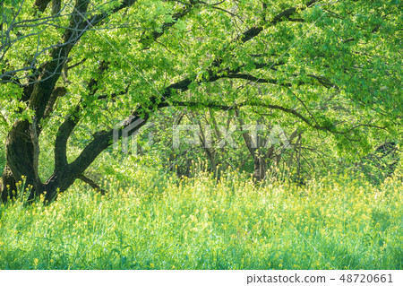 Furukawa Watarase Seto Mizuhara Spring Furukawa Watarase Seto Mizuhara Spring 48720661