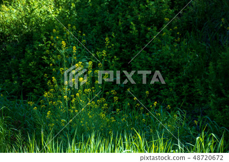 Furukawa Watarase Seto Mizuhara Spring 48720672