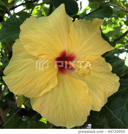 Hibiscus LA Hibiscus LA 48720950